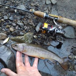渓流ミノーイング 長良川水系